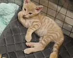 Кошки в Санкт-Петербурге: Котенок рыжий бежевый львенок 2 месяца Мальчик, Бесплатно - фото 3