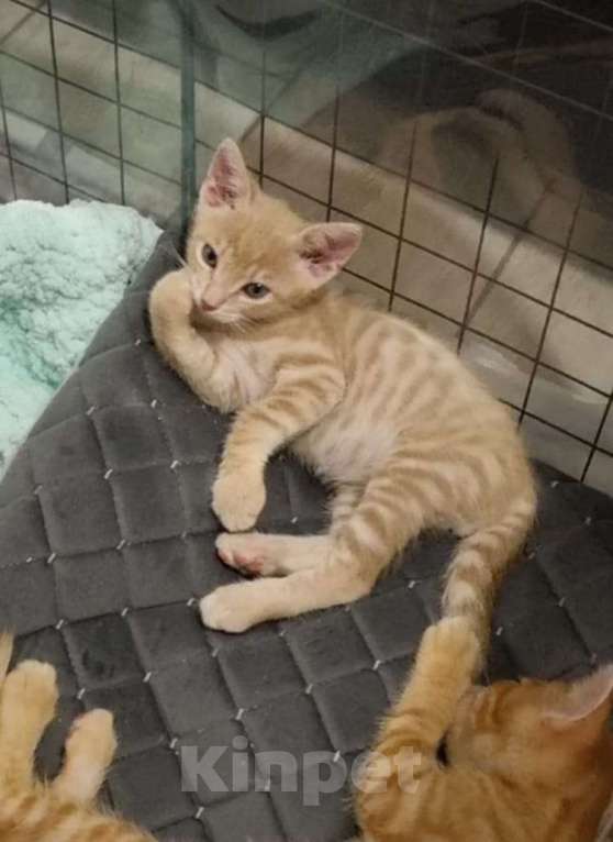 Кошки в Санкт-Петербурге: Котенок рыжий бежевый львенок 2 месяца Мальчик, Бесплатно - фото 3