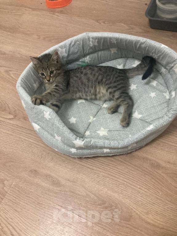 Кошки в Мытищах: Котенок 1 Мальчик, Бесплатно - фото 3