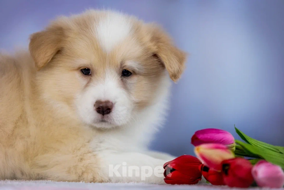 Собаки в Ярославле: Щенки бордер колли Мальчик, 80 000 руб. - фото 2