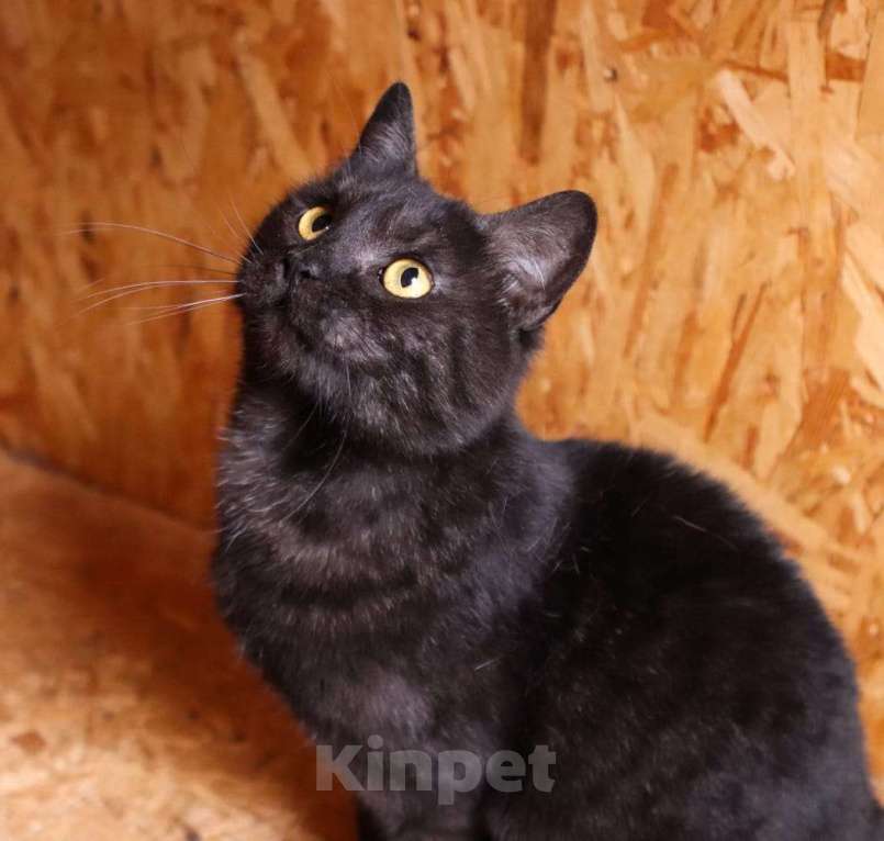 Кошки в Москве: Котик Тимоша в поисках семьи Мальчик, Бесплатно - фото 3