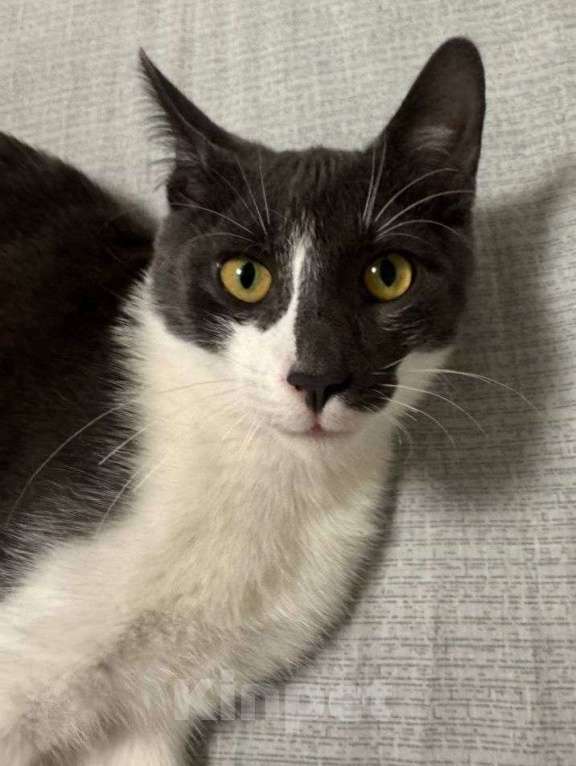 Кошки в Москве: Ласковый котик Василек ищет добрые руки Мальчик, Бесплатно - фото 3