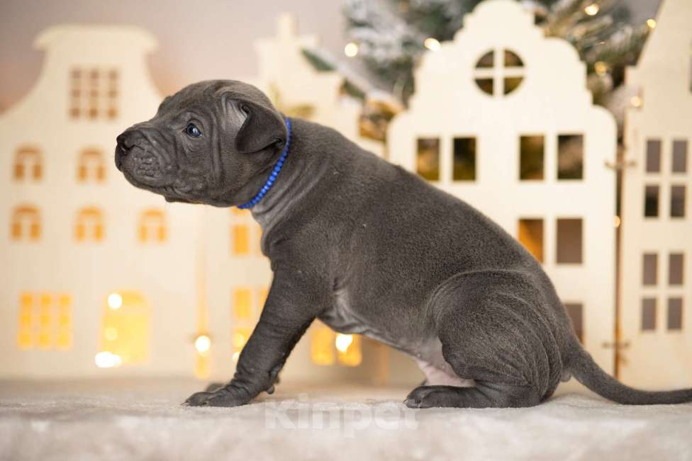 Собаки в Санкт-Петербурге: Тайский риджбек. Щенок Мальчик, 140 000 руб. - фото 5