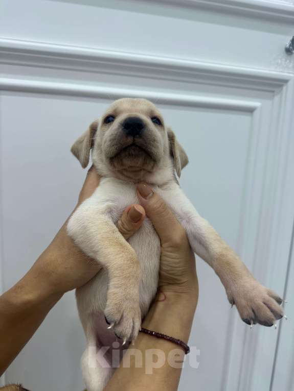 Собаки в Краснодаре: Открыта предварительная бронь на щенков Лабрадоров  Мальчик, 15 000 руб. - фото 3