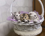 Кошки в Красногорске: Шотландские котята , 15 000 руб. - фото 5