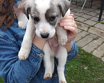 Собаки в Одинцово: Ищут дом щенки Мальчик, 1 руб. - фото 1