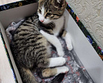 Кошки в Краснодаре: Отдаем котенка в хорошие руки!  Мальчик, Бесплатно - фото 5