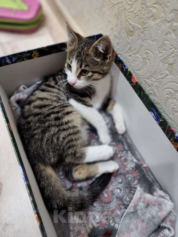 Кошки в Краснодаре: Отдаем котенка в хорошие руки!  Мальчик, Бесплатно - фото 5