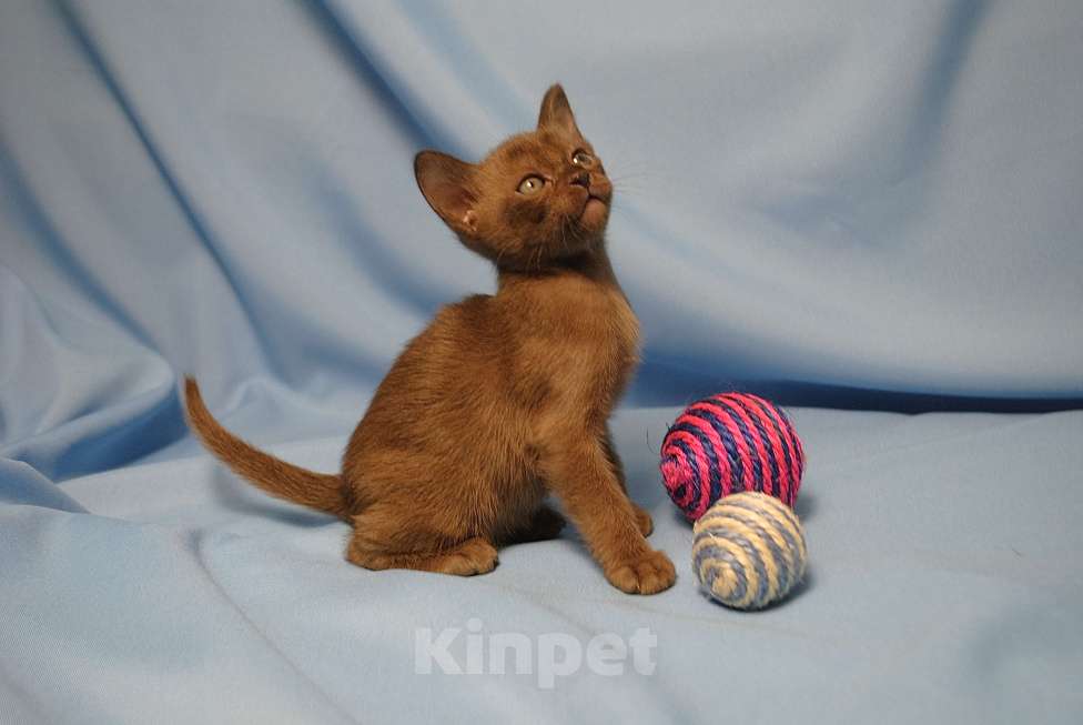 Кошки в Москве: Бурманские котята  Мальчик, 60 000 руб. - фото 1