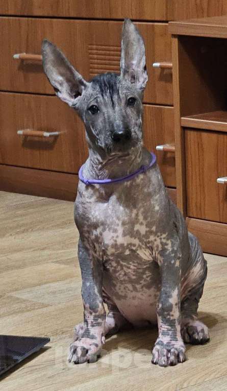 Собаки в Великом Новгороде: Девочки Ксолоитцкуинтли Стандарт  Девочка, 180 000 руб. - фото 3