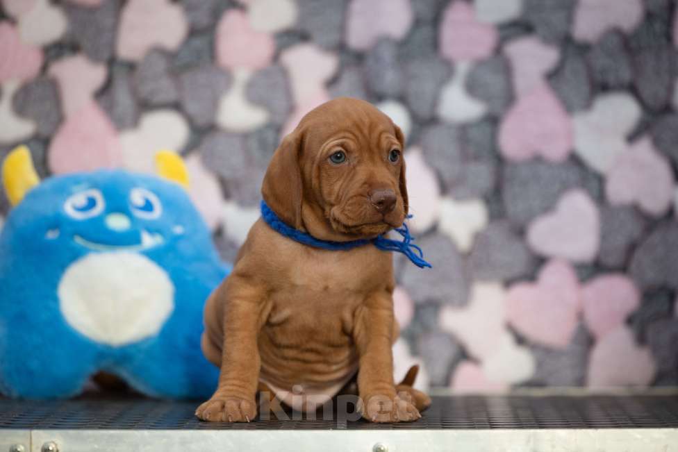 Собаки в Москве: Выжлы малыши Девочка, Бесплатно - фото 3
