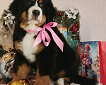 Собаки в Новосибирске: Бернский зенненхунд Девочка, 150 000 руб. - фото 1
