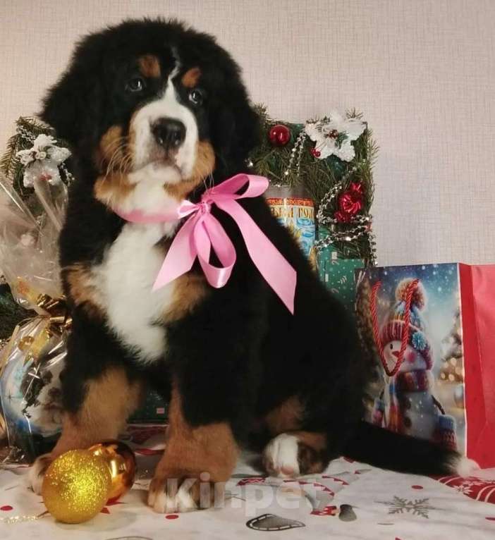 Собаки в Новосибирске: Бернский зенненхунд Девочка, 150 000 руб. - фото 1
