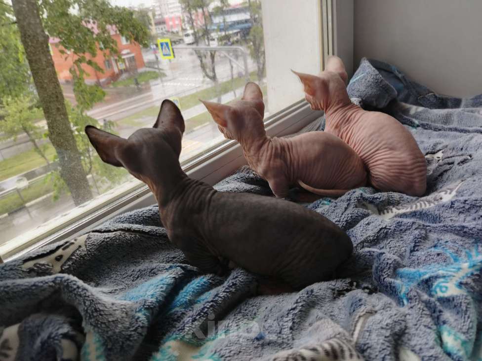 Кошки в Озерах: Продажа котят породы двельф Мальчик, 30 000 руб. - фото 3