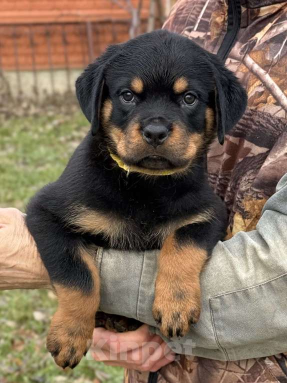 Собаки в других городах Свердловской области: Ротвейлер, щенок Мальчик, 80 000 руб. - фото 1