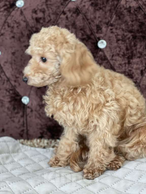 Собаки в Краснодаре: Девочка той-пудель мини Девочка, 120 000 руб. - фото 3