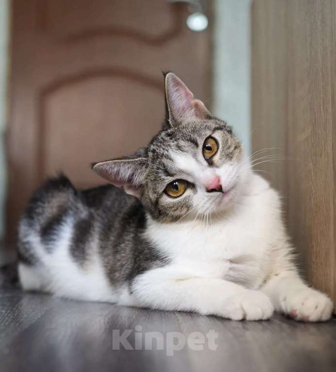 Кошки в Москве: Кошка Марта ищет дом Девочка, Бесплатно - фото 2