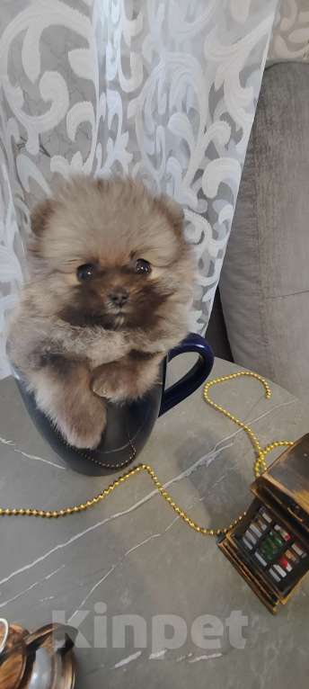 Собаки в Калтане: Померанский шпиц мини. Две чудесные девочки рыжий моболь и крем соболь окрасы Девочка, 35 000 руб. - фото 3