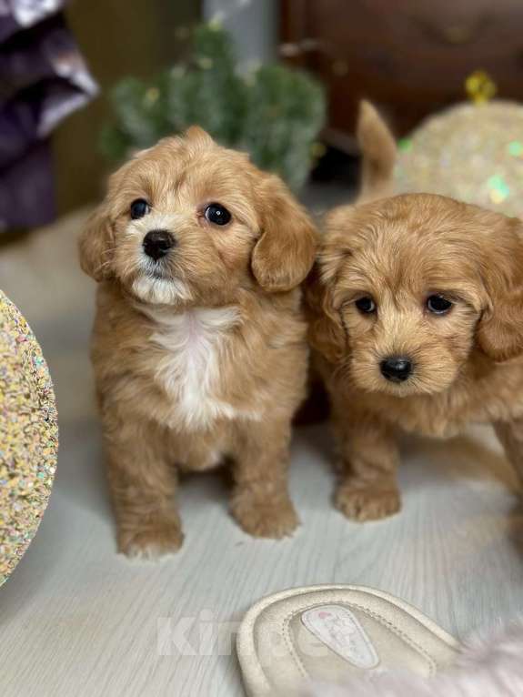 Собаки в Москве: Девочка мальтипу мини Девочка, 100 000 руб. - фото 8