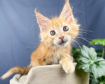 Кошки в Липецке: Котята мейн-кун Разнополые, Бесплатно - фото 6