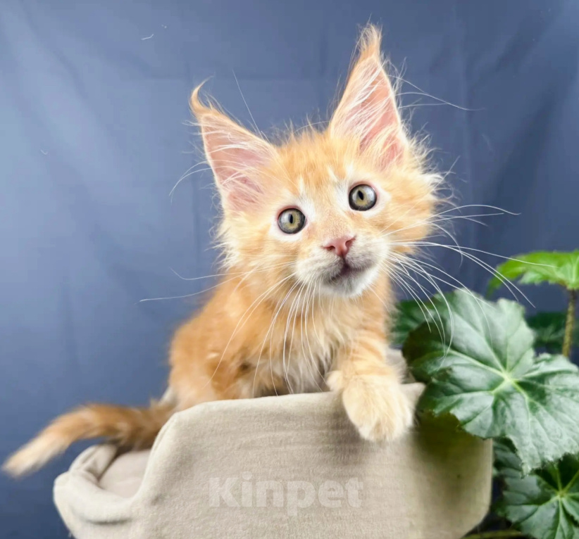 Кошки в Липецке: Котята мейн-кун Разнополые, Бесплатно - фото 6