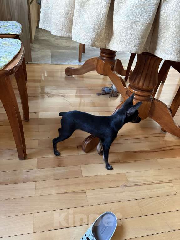 Собаки в Геленджике: Отдадим в добрые руки Мальчик, Бесплатно - фото 3