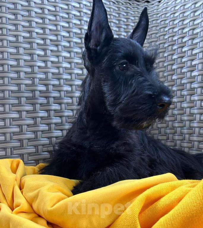 Собаки в Москве: породные щенки скотч терьера (девочки) Девочка, 70 000 руб. - фото 3