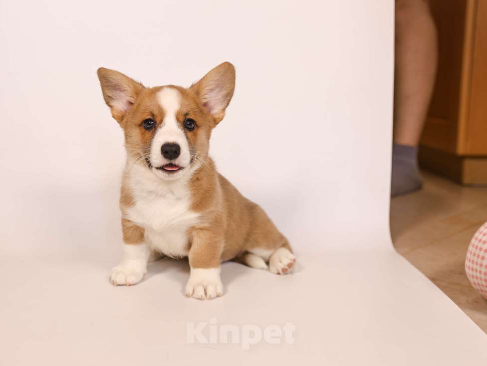 Собаки в Рязани: Рыжое счастье Мальчик, 40 000 руб. - фото 3