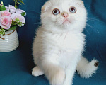 Кошки в Санкт-Петербурге: Котята фолд и страйт Мальчик, 50 000 руб. - фото 8