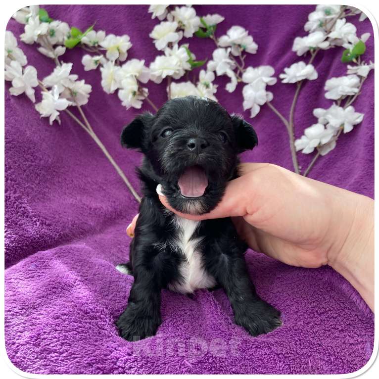 Собаки в Москве: Чёрный йорк мальчик бэби фейс Мальчик, 80 000 руб. - фото 8