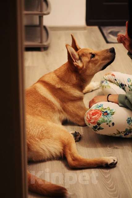 Собаки в Санкт-Петербурге: Рыжая овчарка Арчи в добрые руки Мальчик, Бесплатно - фото 2