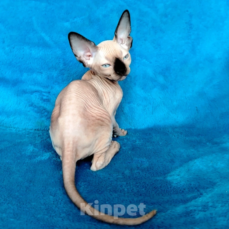 Кошки в Королеве: Очаровательная пойнтовая кошечка из питомника Девочка, 60 000 руб. - фото 2