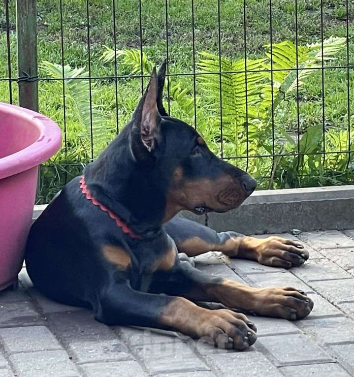 Собаки в Москве: Девочка 6 месяцев  Девочка, Бесплатно - фото 2