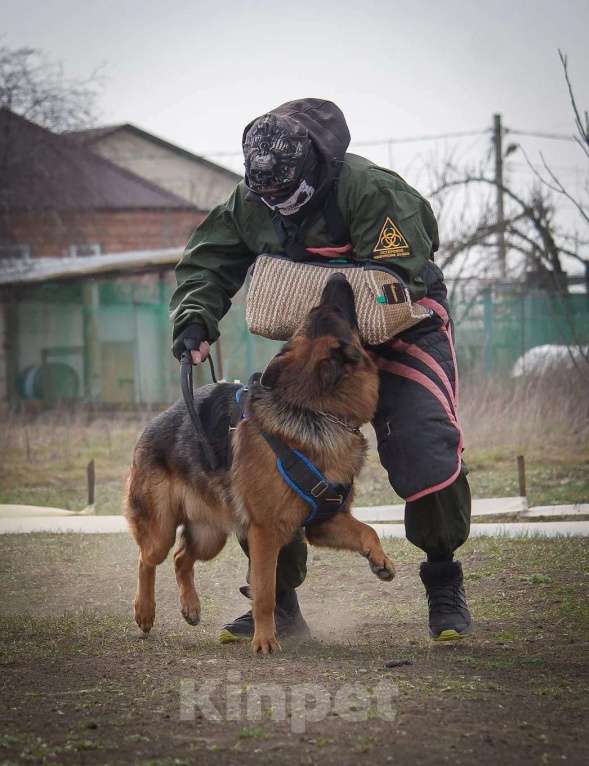 Собаки в Ейске: Вязка Мальчик, 10 000 руб. - фото 4