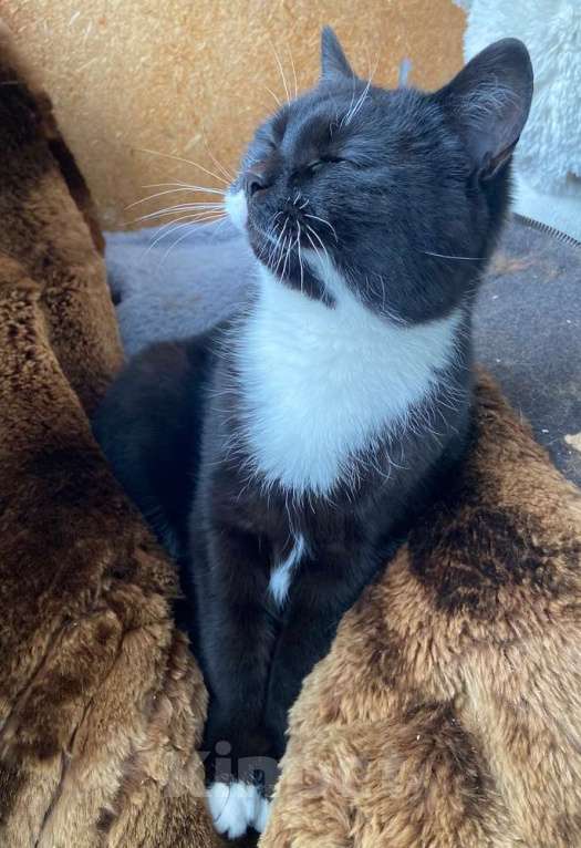 Кошки в Москве: Маркизный ласковый кот Орешек в добрые руки Мальчик, Бесплатно - фото 3