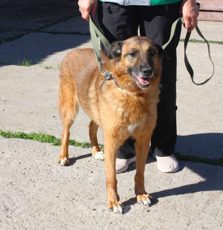 Собаки в Москве: Джульетте очень нужен дом и семья  Девочка, Бесплатно - фото 2