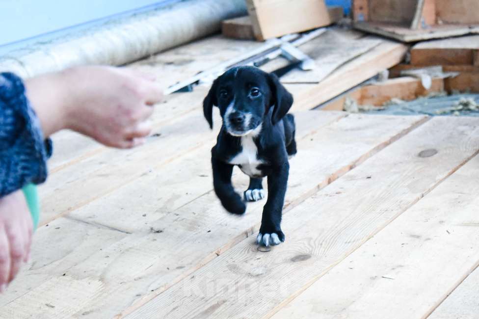 Собаки в Лосином-Петровском: Малышка метис спаниеля и лайки из ппбж Якутска Девочка, Бесплатно - фото 4