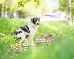 Собаки в Москве: Щенок в дар Мальчик, Бесплатно - фото 3