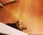 Кошки в Тюмени: Потерялась кошка в районе Дома Обороны(школа N22) Девочка, 1 руб. - фото 6