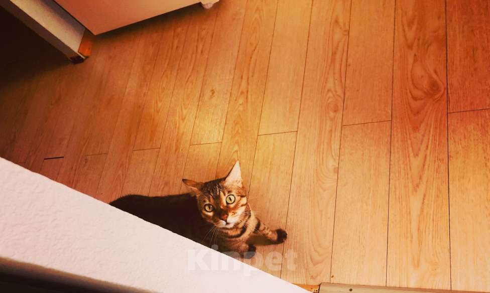 Кошки в Тюмени: Потерялась кошка в районе Дома Обороны(школа N22) Девочка, 1 руб. - фото 6