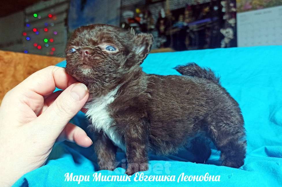 Собаки в Санкт-Петербурге: Евгеника длинношерстная чихуахуа шоколадного окраса Девочка, 100 000 руб. - фото 6