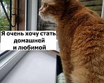 Кошки в Воронеже: Особенная кошечка Бося в добрые руки Девочка, Бесплатно - фото 2