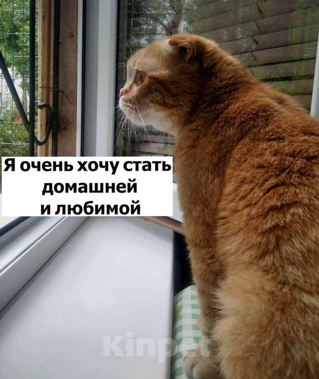 Кошки в Воронеже: Особенная кошечка Бося в добрые руки Девочка, Бесплатно - фото 2