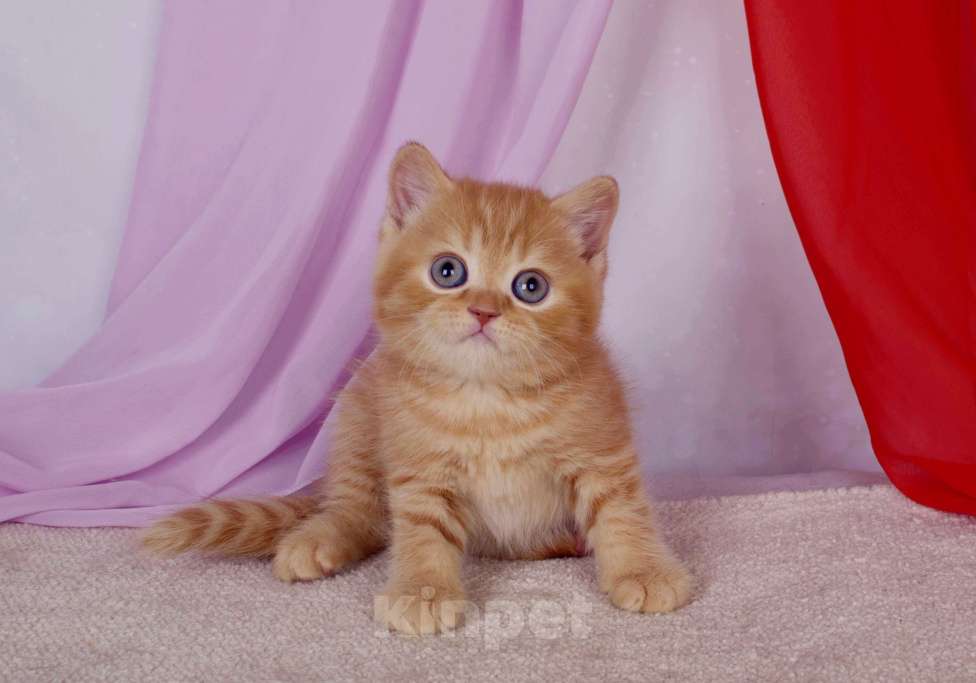 Кошки в Санкт-Петербурге: Британский котик солнечного окраса Мальчик, 45 000 руб. - фото 2