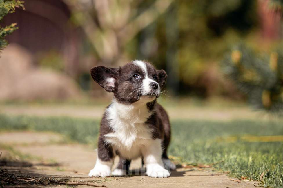 Собаки в Москве: Корги щенок Девочка, 30 000 руб. - фото 2