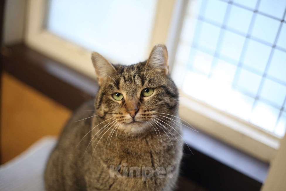 Кошки в Санкт-Петербурге: Очаровательная Фрося Девочка, Бесплатно - фото 1