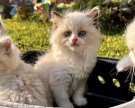 Кошки в Москве: Котята породы рэгдолл Девочка, 50 000 руб. - фото 3