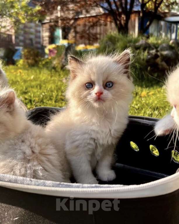 Кошки в Москве: Котята породы рэгдолл Девочка, 50 000 руб. - фото 3