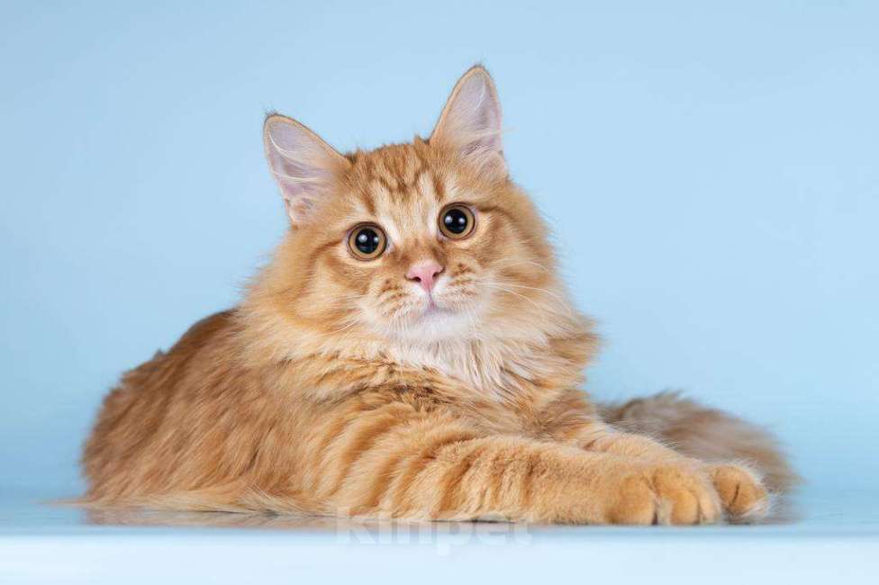 Кошки в Москве: Для рыжего пушистуна по имени Лютик ищем самые добрые руки.  Мальчик, Бесплатно - фото 2