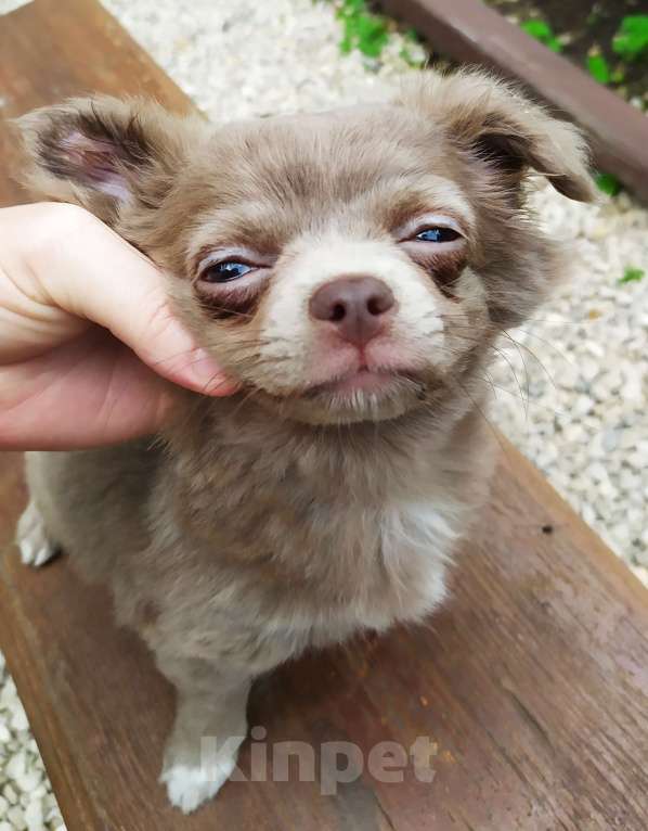 Собаки в Москве: Лиловая дш девочка чихуахуа  Девочка, 60 000 руб. - фото 2